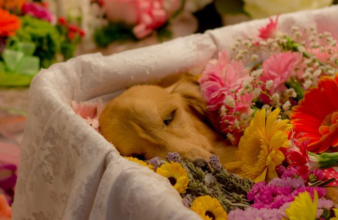 i-catch2-e1508726473596 犬や猫のペットの葬儀でかかる時間はどのくらい？
