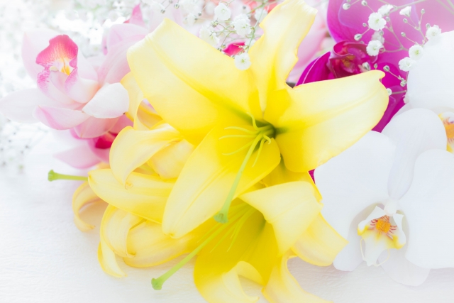 23551584_s ペットが亡くなった直後の手続き・安置方法・火葬の選び方