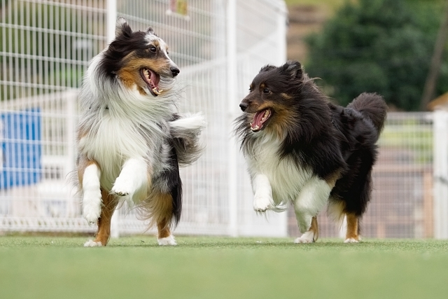 33804621_s ペットが亡くなった直後の手続き・安置方法・火葬の選び方