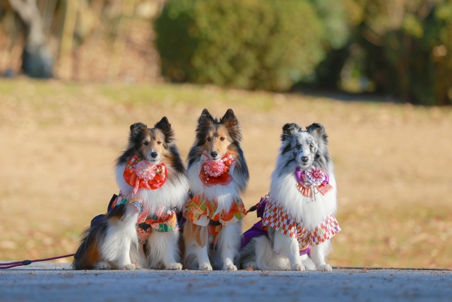 34068629_s ペットロスがつらい人へ｜供養が心のケアになる理由