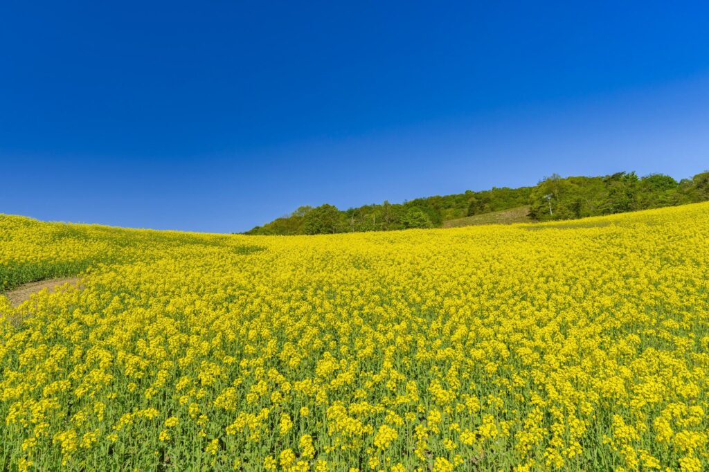 pixta_114390326_M-1024x682 「ありがとう」を形にする供養｜ペットが安らげる納骨という選択