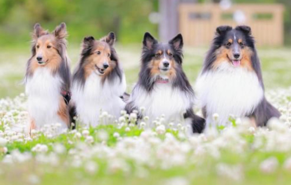 IMG_8034 いつかは納骨したいあなたへ―ペットに安らぎを与える供養の形