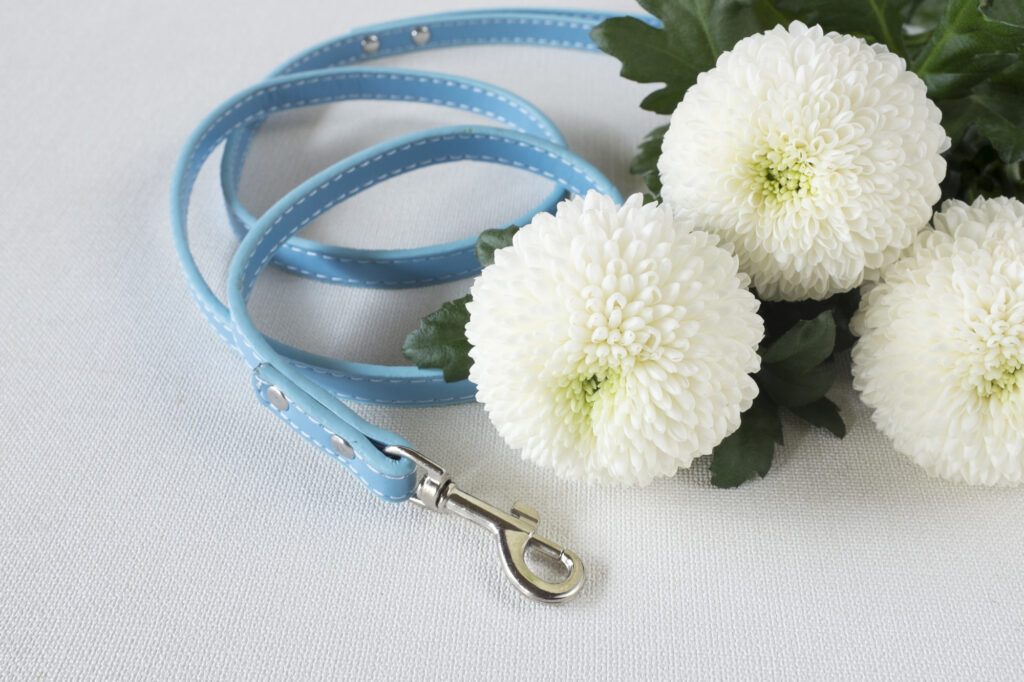 pixta_29727435_M-1024x682 丁寧に寄り添うペット葬儀｜“してあげたい”を叶えるお見送りのかたち