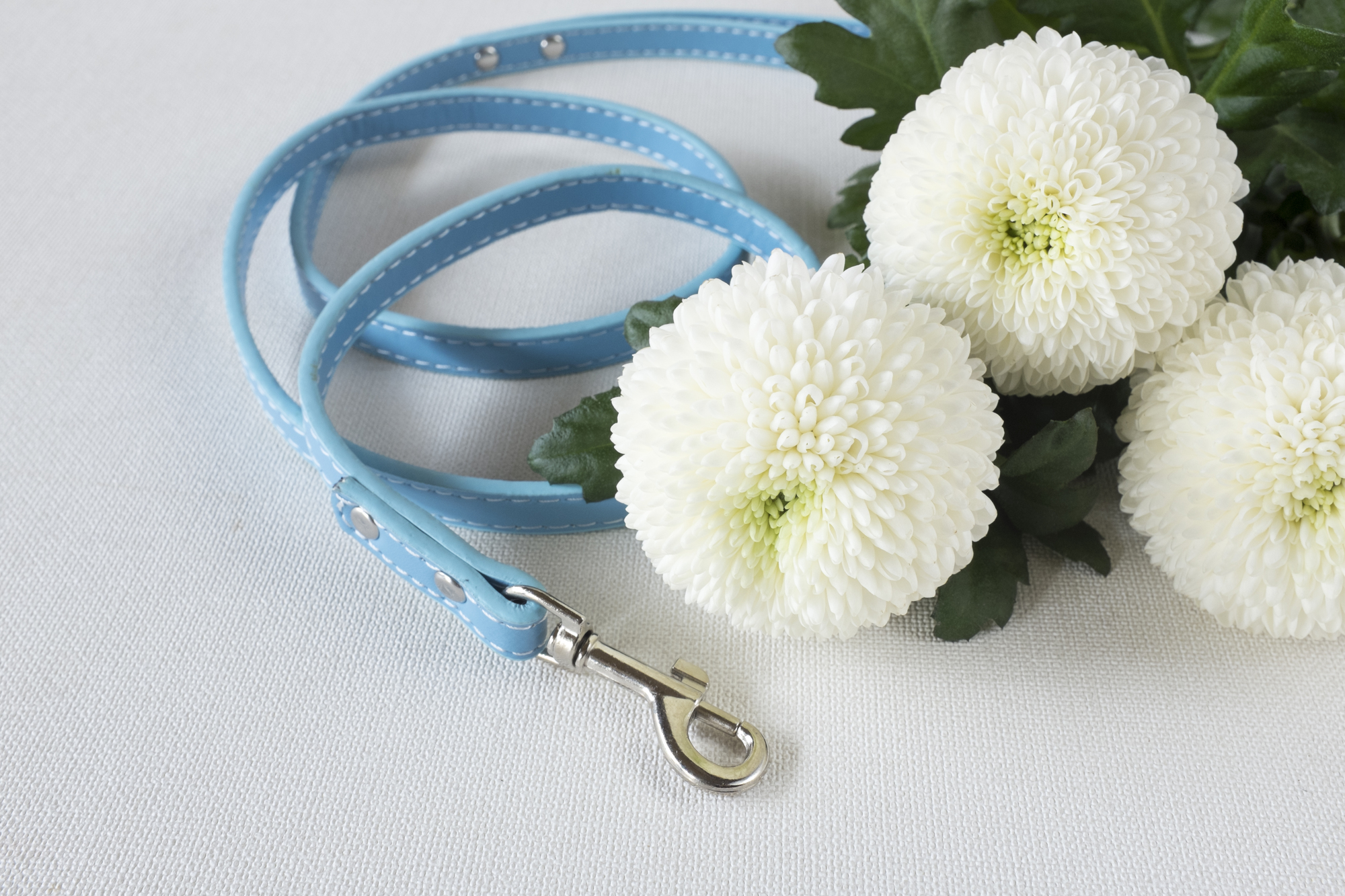 pixta_29727435_M 最上級のペット葬儀をお探しの方へ|品格あるお見送りを叶える上質サービスとは