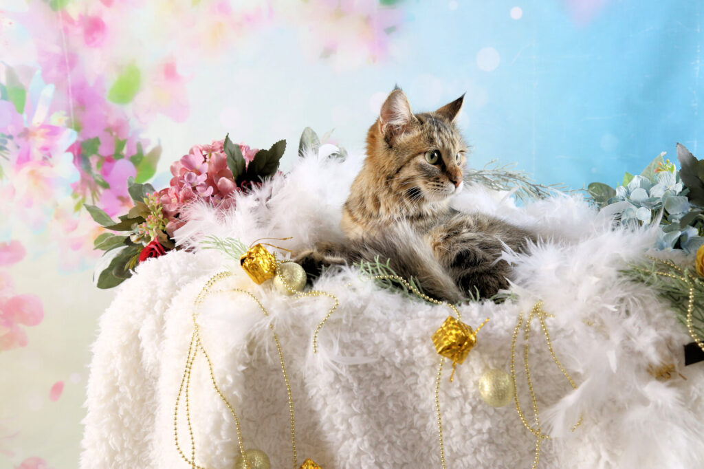 pixta_111955564_M-1024x682 犬や猫のペットは亡くなったら、いつまでに火葬すればいい？安置方法の基本
