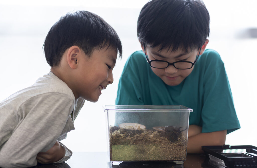 pixta_106791409_M-1024x669 小さな命でも供養できる?カブトムシ・クワガタなど昆虫ペットの見送り方