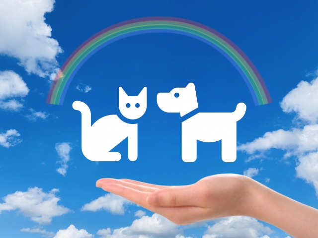 29763461_s 虹の橋は本当にあるの？愛するペットを亡くしたご家族様へ、答えを急がなくていい理由