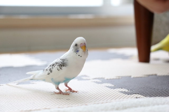 22421509_s 大切な鳥の羽根をきれいに残す方法|取り扱い・乾燥・保管の基本