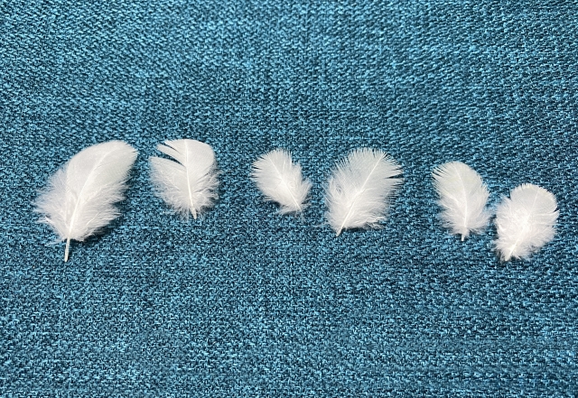 33247032_s 大切な鳥の羽根をきれいに残す方法|取り扱い・乾燥・保管の基本