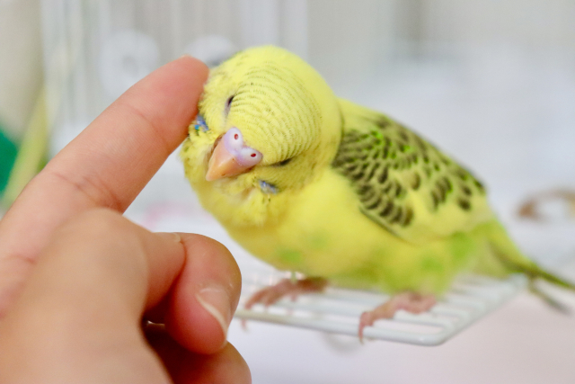 34807595_s 大切な鳥の羽根をきれいに残す方法|取り扱い・乾燥・保管の基本