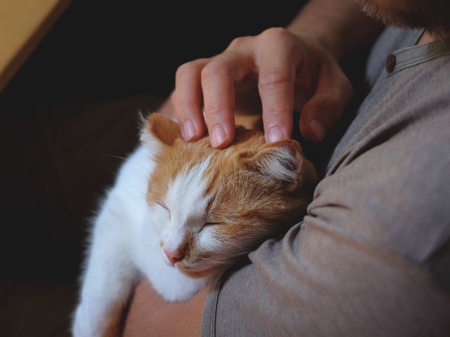 cat-memorial 深夜・早朝にペットが亡くなったらどうする?落ち着いて行いたい対応と流れ