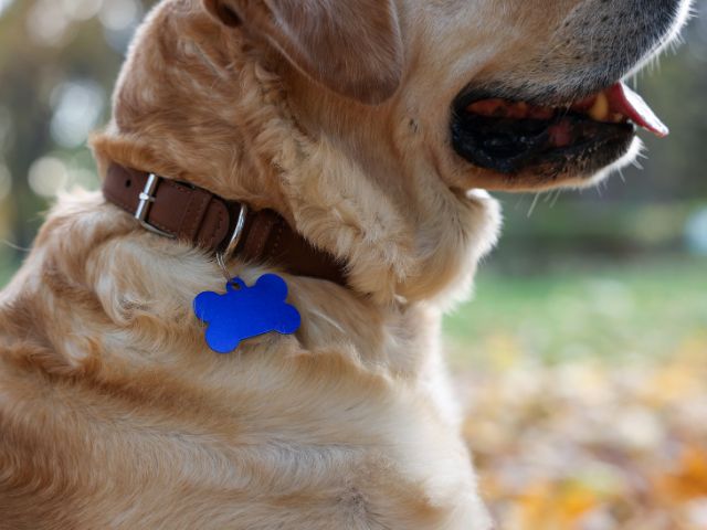 dog-License‐Tag 深夜・早朝にペットが亡くなったらどうする?落ち着いて行いたい対応と流れ