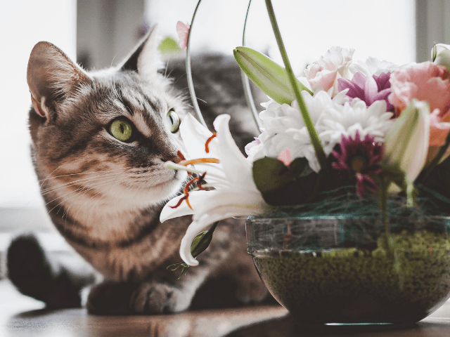 Summer‐Memorial‐Flowers‐for‐Pets11-1 夏の花で彩るペット供養｜おすすめのお供え花