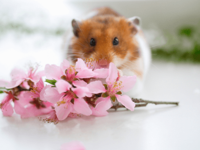Summer‐Memorial‐Flowers‐for‐Pets13-1 夏の花で彩るペット供養｜おすすめのお供え花