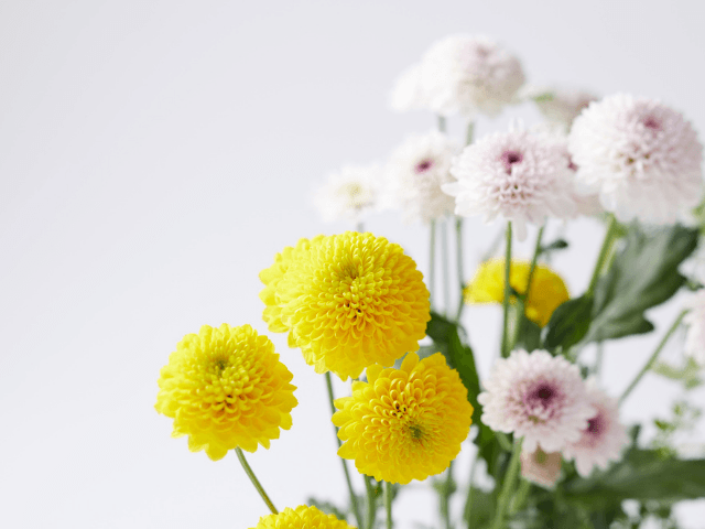 Summer‐Memorial‐Flowers‐for‐Pets14-1 夏の花で彩るペット供養｜おすすめのお供え花