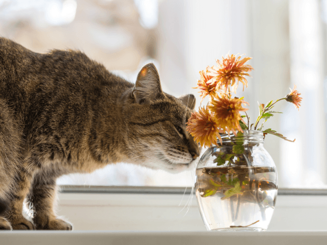 Summer‐Memorial‐Flowers‐for‐Pets2-1 夏の花で彩るペット供養｜おすすめのお供え花