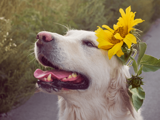 Summer‐Memorial‐Flowers‐for‐Pets3-1 夏の花で彩るペット供養｜おすすめのお供え花
