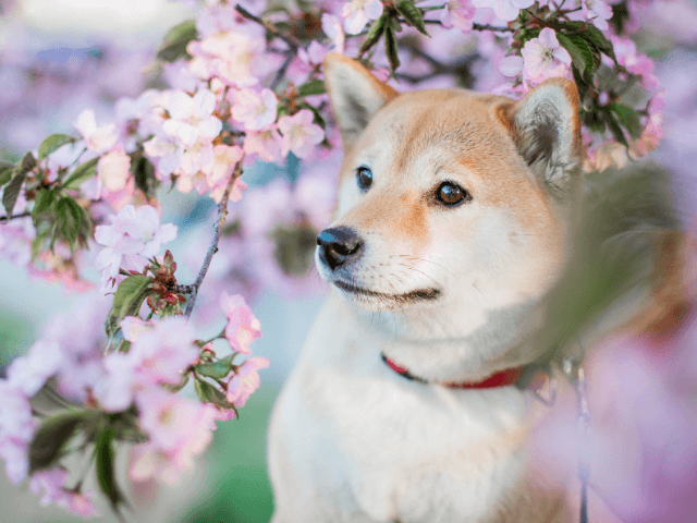 Summer‐Memorial‐Flowers‐for‐Pets5-1 夏の花で彩るペット供養｜おすすめのお供え花