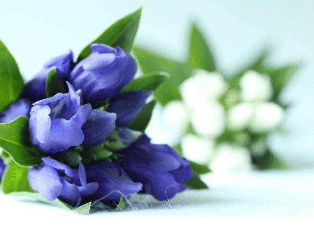 Summer‐Memorial‐Flowers‐for‐Pets9-1 夏の花で彩るペット供養｜おすすめのお供え花