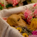 犬や猫のペットの火葬費用はいくらくらいかかるの？ペット火葬料金の相場を知る。