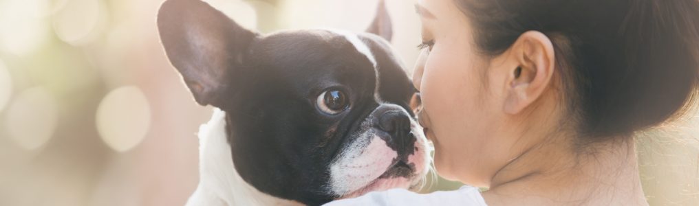 犬や猫のペット葬儀に参列すべき？お香典は必要？
