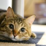 日本猫が亡くなった（死んでしまった）際、どうすればいい？安置方法は？火葬はするべき？