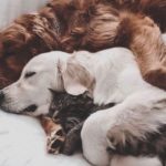 犬や猫のペットの介護方法