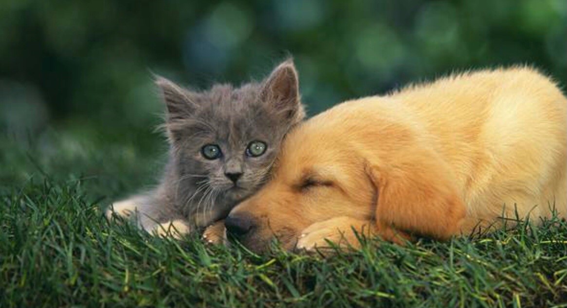 3 犬や猫のペットの介護方法
