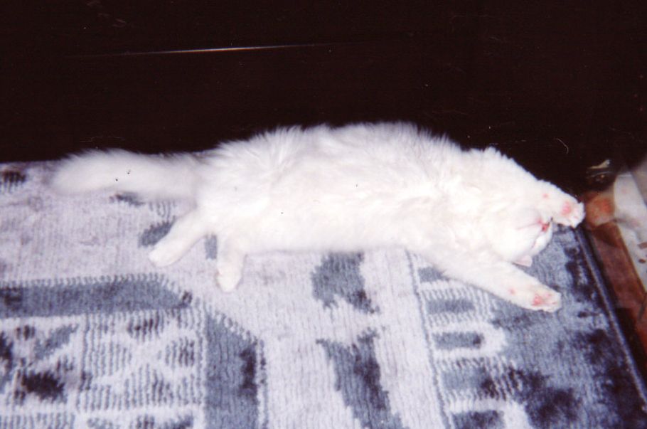 1993.小鉄-5b 愛ペットスタッフの猫・・・小鉄のこと。Ⅶ