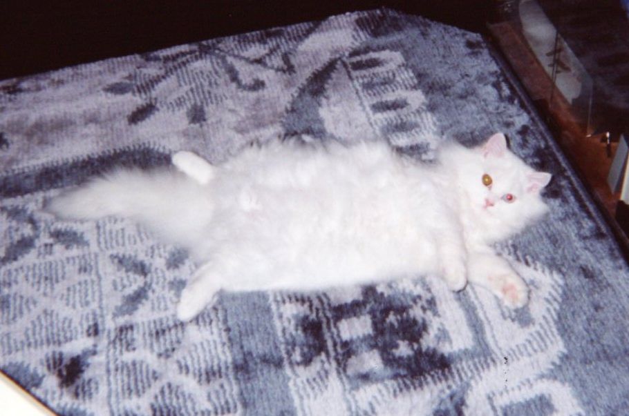 1993.小鉄-6b 愛ペットスタッフの猫・・・小鉄のこと。Ⅶ