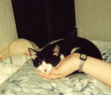 1993.小鉄-mini1 愛ペットスタッフの猫・・・小鉄のこと。Ⅸ