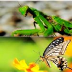 蝶やカマキリなどの昆虫は手元供養出来る？