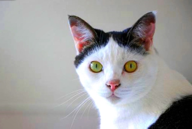 ペット供養大百科