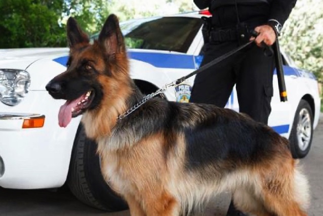②警察犬になるために ずっこけ警察犬【警察犬きな子ちゃん】