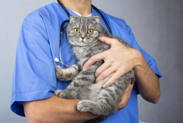  猫ちゃんにワクチン接種が必要な理由