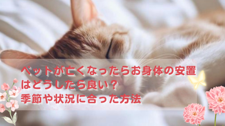 ペットが亡くなったらお身体の安置はどうしたら良い？季節や状況に合った方法