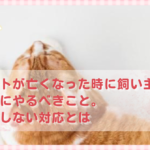 ペットが亡くなった時に飼い主が最初にやるべきこと。後悔しない対応とは