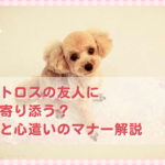 ペットロスの友人にどう寄り添う？お花と心遣いのマナー解説