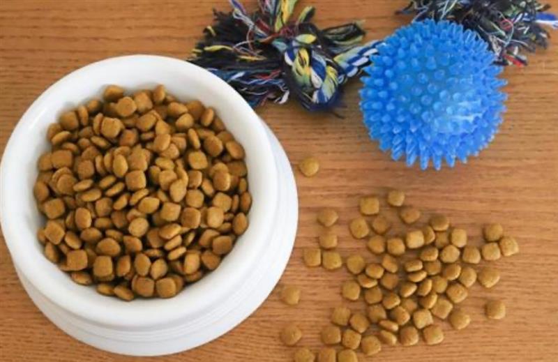 IMG_7557 お供えしていいもの・いけないもの|ペット供養のお花・おやつ・おもちゃのマナー