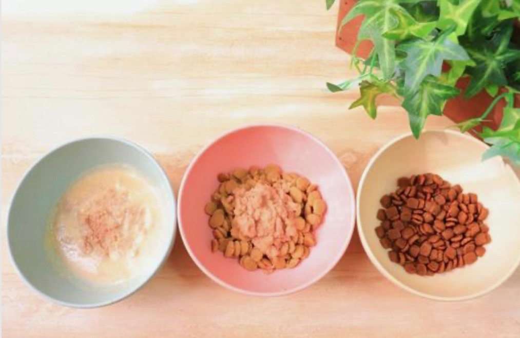 IMG_7559 お供えしていいもの・いけないもの|ペット供養のお花・おやつ・おもちゃのマナー