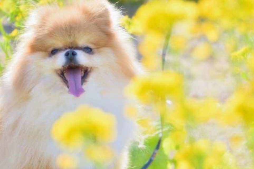 IMG_7576 「家族だったあの子へ──後悔しないペットの見送り方」