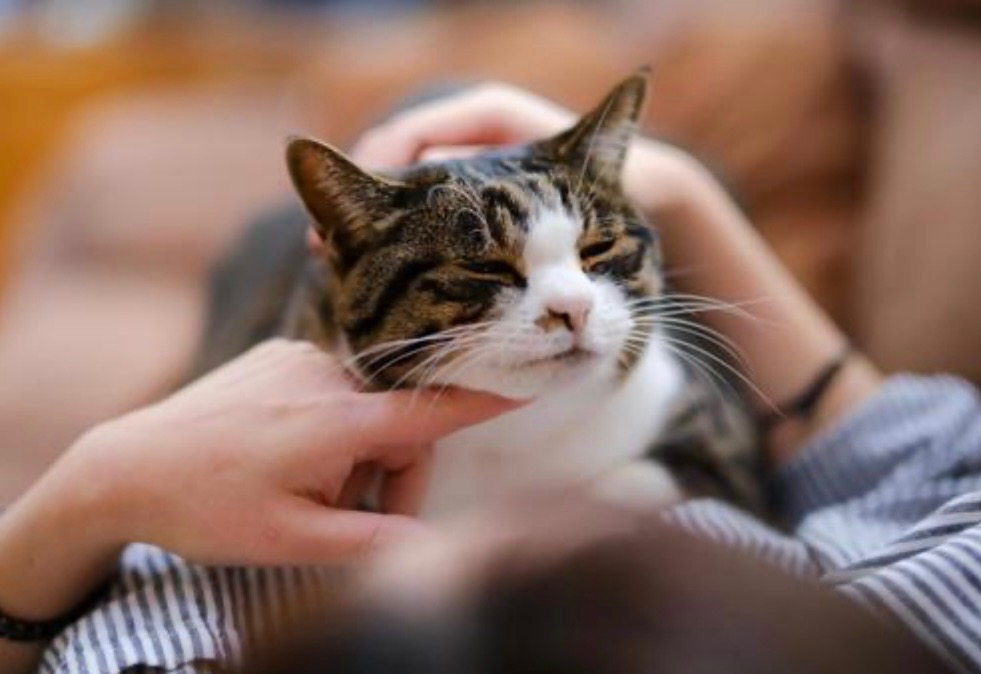 IMG_7577 「家族だったあの子へ──後悔しないペットの見送り方」