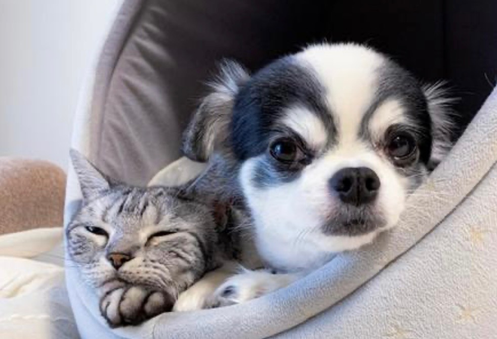 IMG_7579 「家族だったあの子へ──後悔しないペットの見送り方」