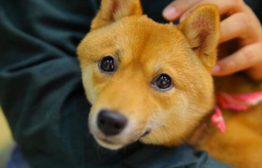 IMG_7584 「もしもの時に慌てないために。ペット火葬の準備と選び方ガイド」