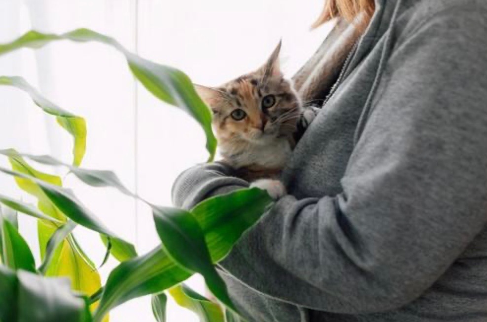 IMG_7594 「私たち夫婦の新しい供養のかたち──ペットと一緒に入るお墓という選択」