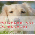 「”ありがとう”を伝える時間──ペット葬儀でできること、やるべきこと」