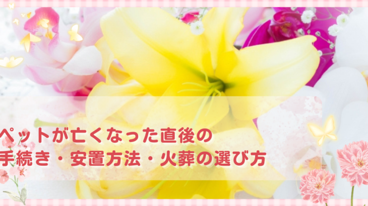 ペットが亡くなった直後の手続き・安置方法・火葬の選び方
