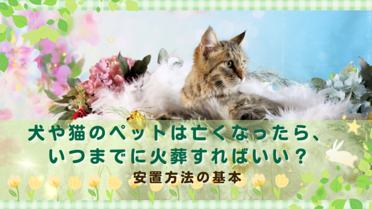 犬や猫のペットは亡くなったら、いつまでに火葬すればいい？安置方法の基本