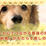 ペットと心でつながる最後の贈り物「納骨」がもたらす癒しの力