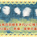 大切な鳥の羽根をきれいに残す方法｜取り扱い・乾燥・保管の基本